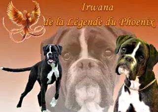 CH. Irwana De La Legende Du Phoenix
